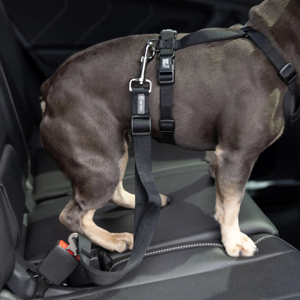 Pet Seat Belt Tether (Black) for Standard Automobile Buckles