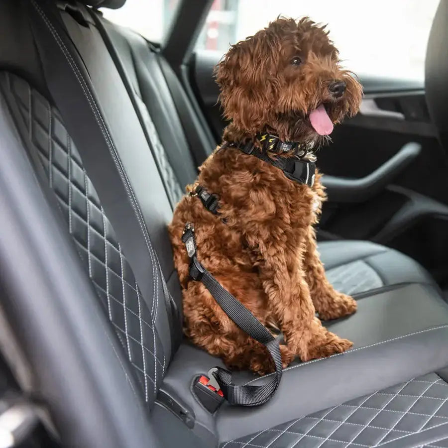 Pet Seat Belt Tether (Black) for Standard Automobile Buckles