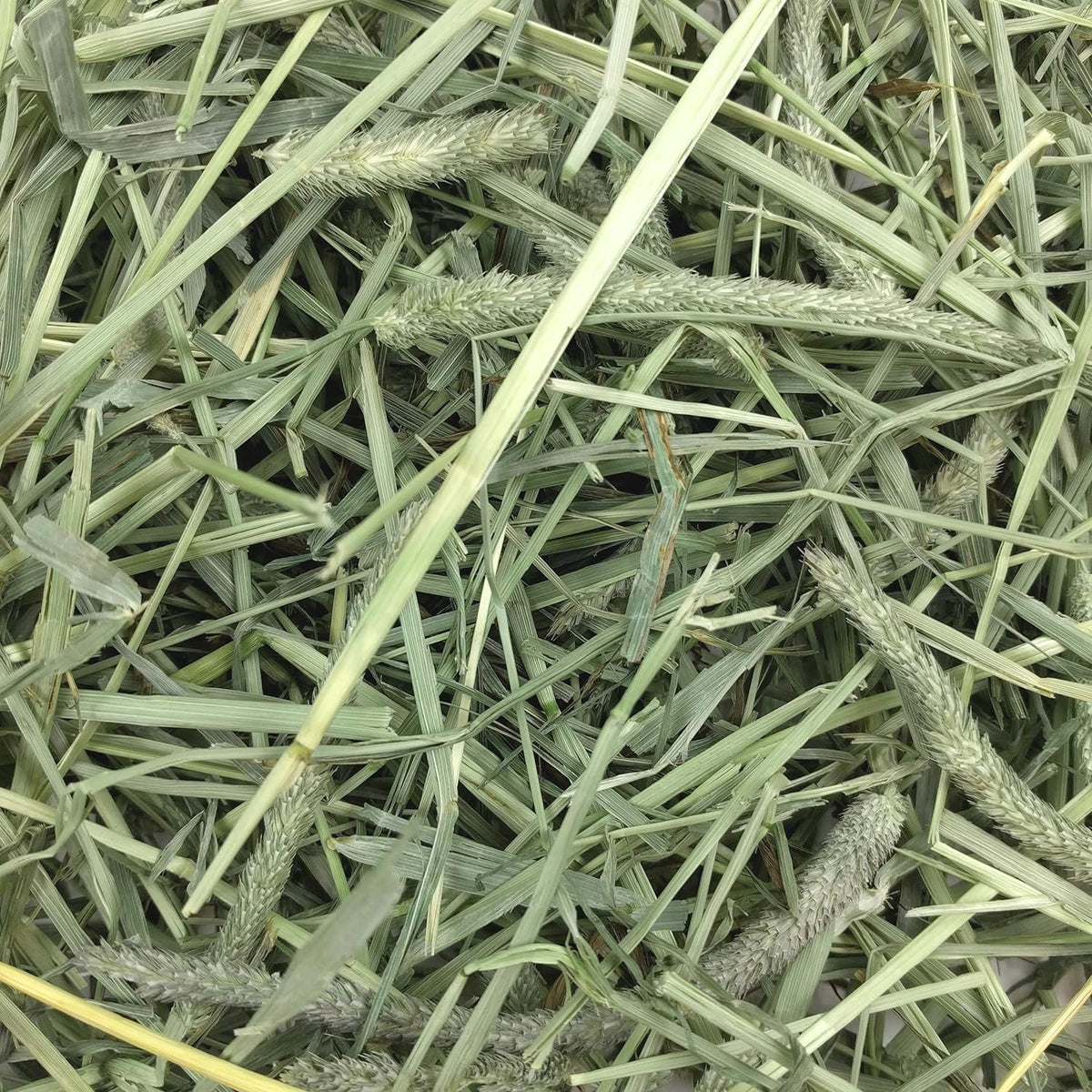 Premium Western Timothy Hay for Small Pets - Natural Grass for Guinea Pigs, Bunnies, Chinchillas, and Hamsters - 9 lb Box