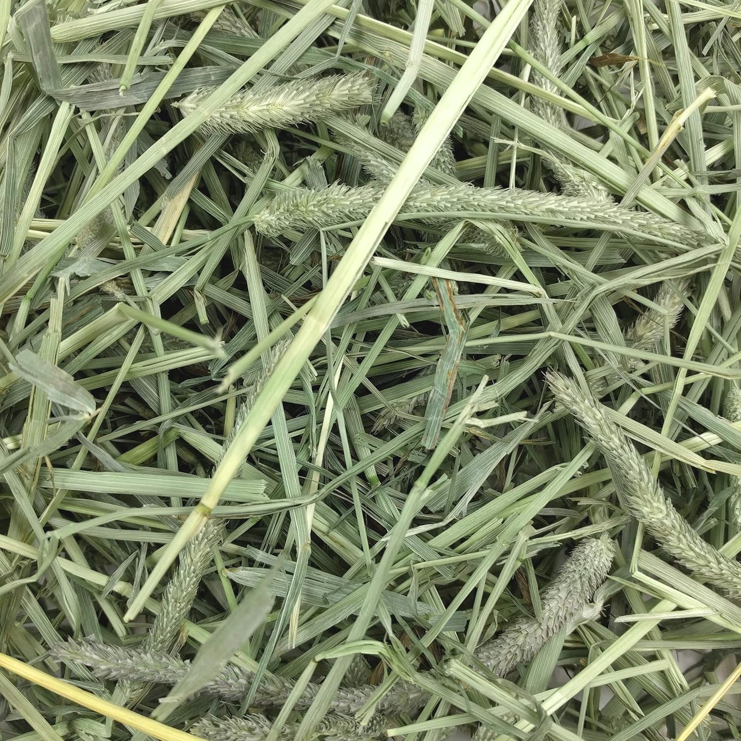 Premium Western Timothy Hay for Small Pets - Natural Grass for Guinea Pigs, Bunnies, Chinchillas, and Hamsters - 9 lb Box