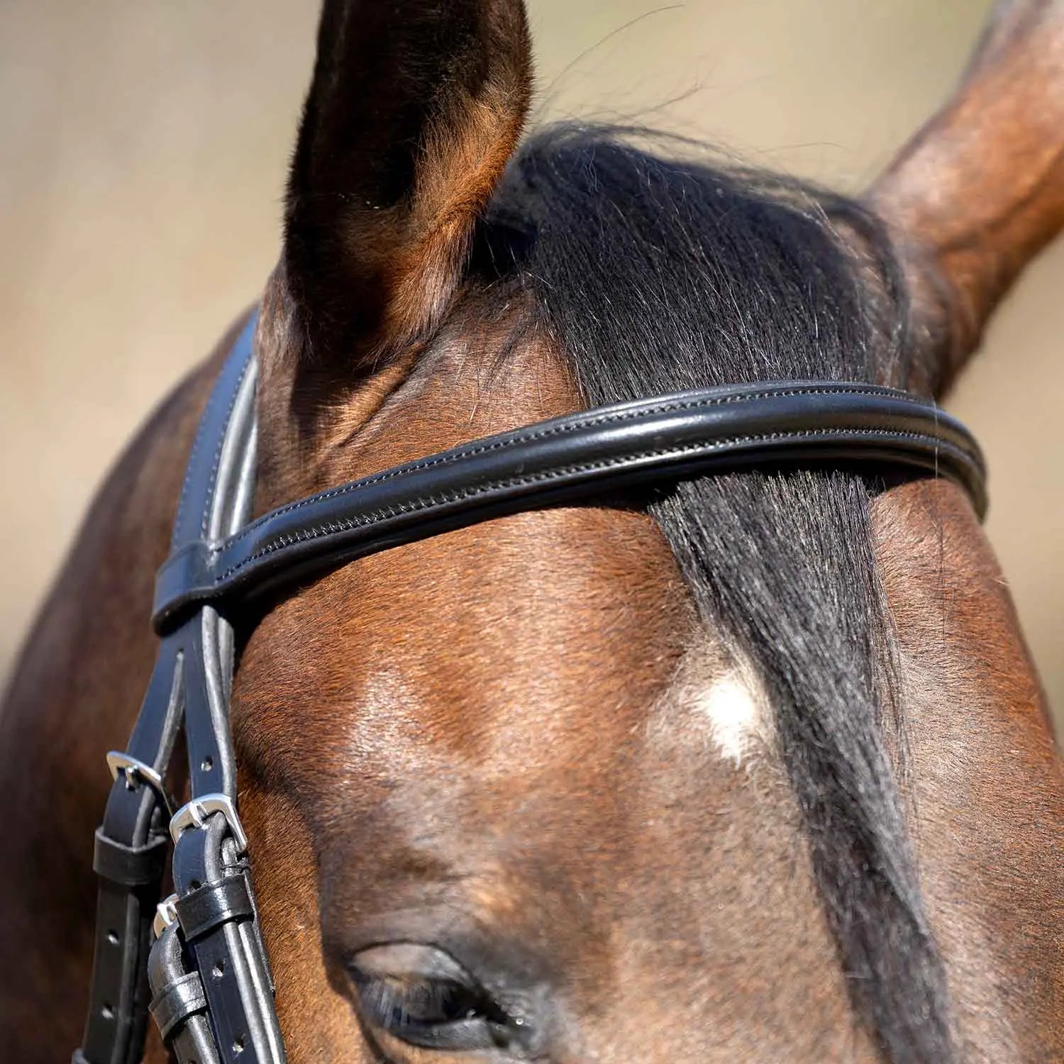 Jeffers Uniquely English "Windsor" Leather Dressage Bridle with Web Reins for Horses