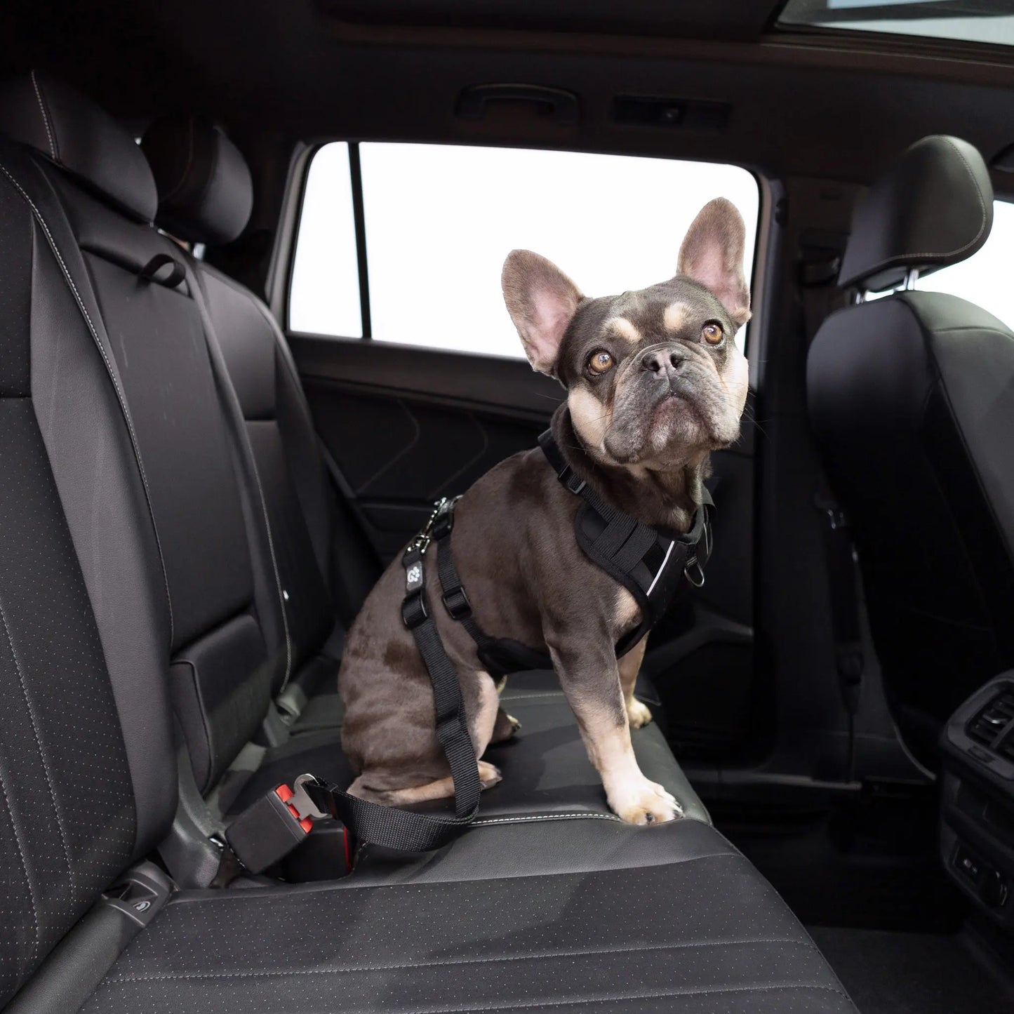 Pet Seat Belt Tether (Black) for Standard Automobile Buckles