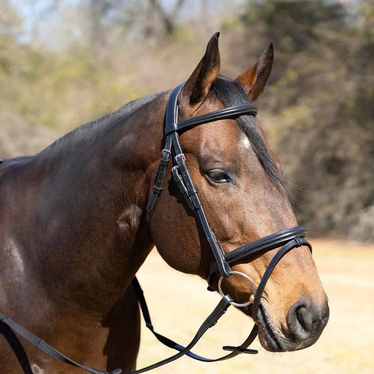 Jeffers Uniquely English "Windsor" Leather Dressage Bridle with Web Reins for Horses