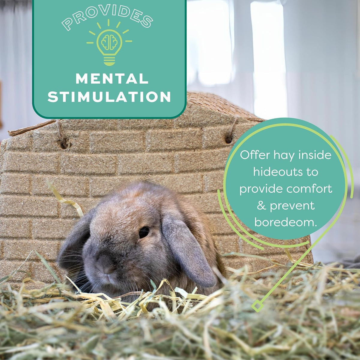 Premium Western Timothy Hay for Small Pets - Natural Grass for Guinea Pigs, Bunnies, Chinchillas, and Hamsters - 9 lb Box