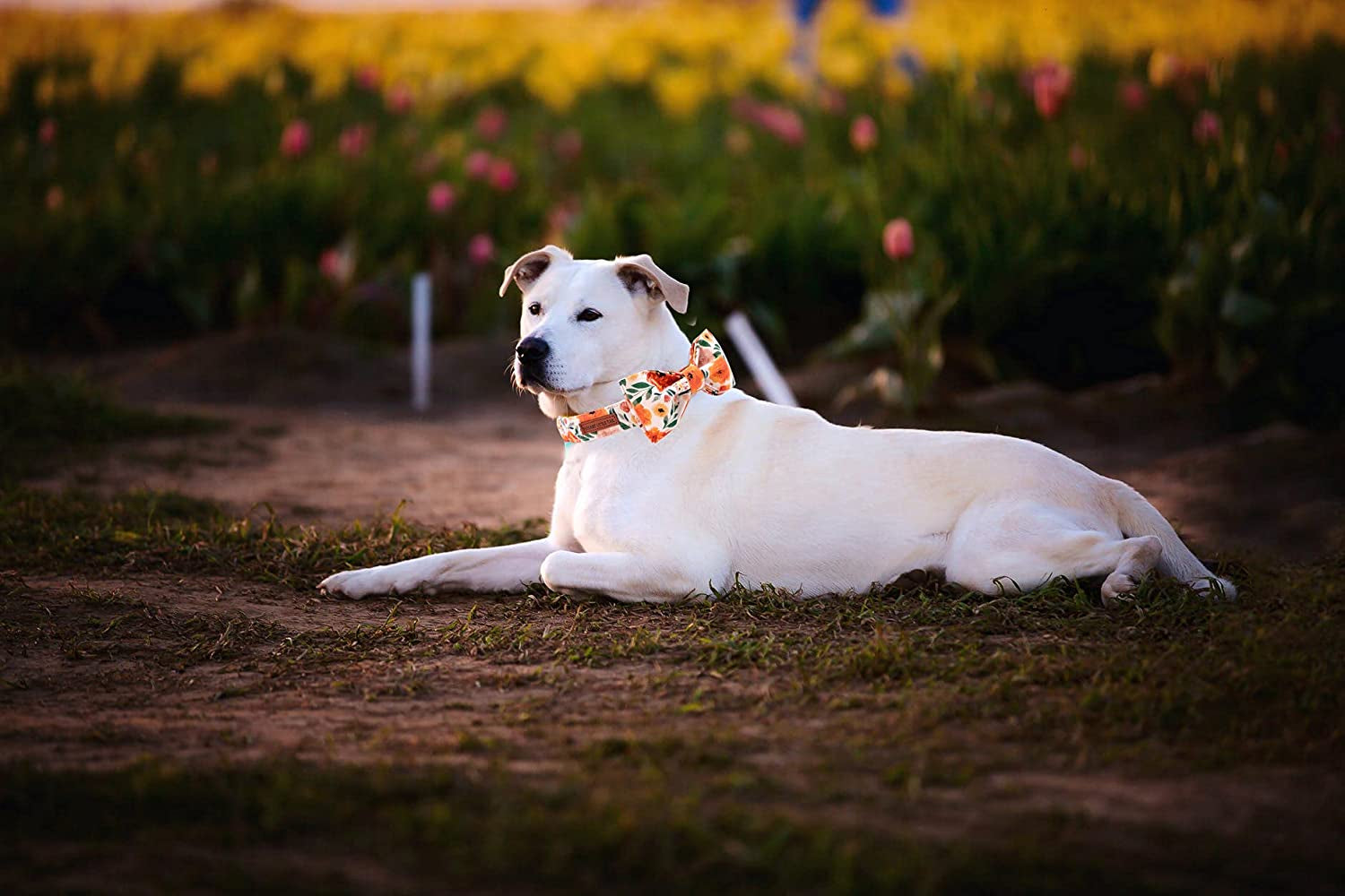 Floral Adjustable Dog Collar with Bowtie - Comfortable and Stylish for Small, Medium, and Large Dogs and Cats